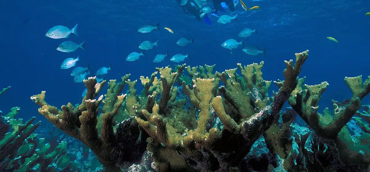 Snorkeling